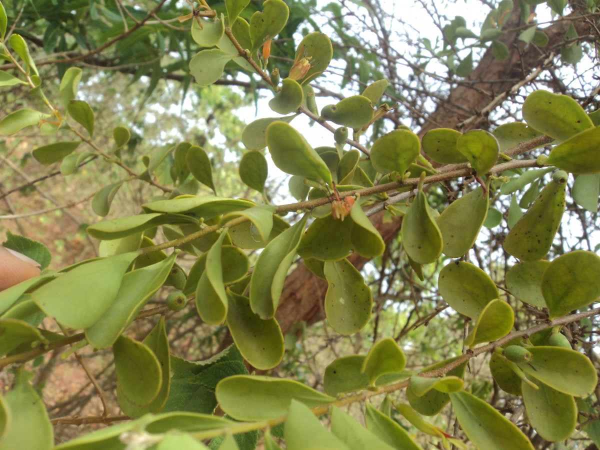 Taxillus cuneatus (B.Heyne) Danser